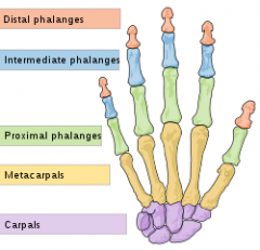 ossa digitorum manus

/Phalanx bone

på bild

(grön, röd och blå )