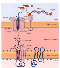 As proteínas com este destino não possuem pré-sequências, possuem multiplas sequências internas de importação que são reconhecidos pelas chaperonas que são reconhecidos por recetores da membrana externa das mitocondrias e permitem a sua...