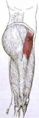 Name this muscle and its action on the vertical, AP and transverse axis.
