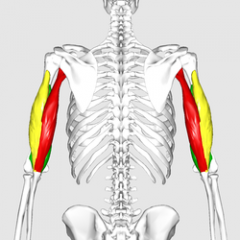 m. triceps brachii

(bild från posterior vy)