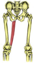Name the muscle and its action on the AP axis of the hip and vertical and tranverse axis of the knee.