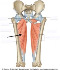 Name this muscle and its action on the AP, transverse and vertical axis of the hip.