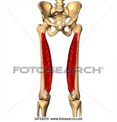 Name the muscle and it's action at the transverse axis of the knee