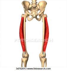 Name the muscle and it's action at the transverse action of the knee