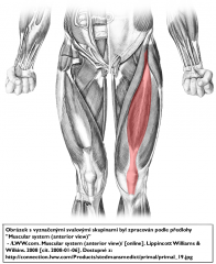 Name the muscle and it's action on the transverse action of both the knee and hip.