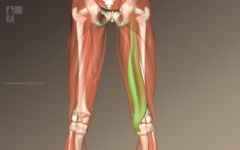 Name the muscle and its action on the transverse axis of the hip and knee and the vertical axis of the knee.