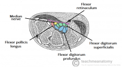 4 tendons of flexor digitorum profundus


4 tendons of flexor digitorum superficialis


The tendon of flexor pollicis longus



Median n.