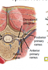 the sensory and motor neurons come together and the branch to either posterior primary ramus or anterior primary ramus. posterior is smaller cause it goes to the skin/muscles overlaying vertebral column only.