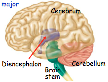 1) Brain Stem
2) Cerebellum
3) Cerebrum
4) Diencephalon
