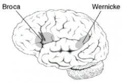 The Broca's Speech Area is located in the left frontal lobe of the brain, and it is in charge of directing the muscle movement involved in speech.