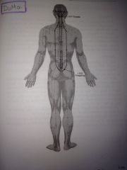 parte del punto 1DM. bordea la columna vertebral, sube al cuello, se difunde en la cabeza desciende al hombro y al omoplato y comunica con el meridiano de V. luego vuelve a descender a la region renal y genital.