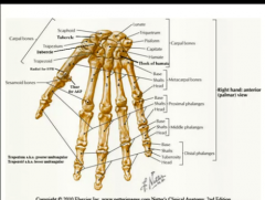the first two- scaphoid and lunate