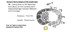 central part phrenic nervemargins, intercostal nerve