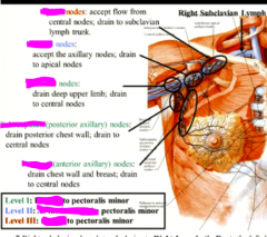 why are these axillary lymph nodes named for levels?