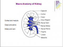 From top to bottom:
Capsule, cotrex, calyx, hilus region, renal vein, renal artery, renal pelvis, papilla, ureter, medulla