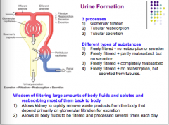 1. Glomerular filtration
2. Tubular reabsorption
3. Tubular secretion