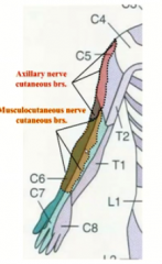 how can you use dermatomes to determine what roots are in a nerve?

example- what roots are in the MC?