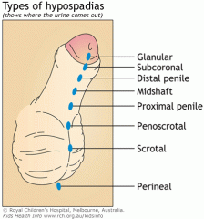 Urethral opening UNDER the penis (ventral surface)