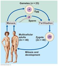 spermatids

Spermatids have half as much genetic material as other cells. In humans, this is 23 chromosomes rather than the usual 46. Then, when the sperm and the egg (which also has 23 chromosomes) unite, forming the fertilized egg, or zygote, ...