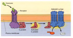 Após a ativação da proteína G, esta ativa uma enzima(adenilil ciclase que transforma ATP em cAMP)