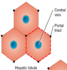 -hexagonal shape with a central vein


-hepatocytes and hepatic sinusoids radiate out from the centre 


-portal triads are located at corners of the hexagons