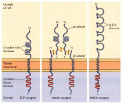 Uma porção citosólica do recetor com cistenina. Uma parte inserida na membrana e um domínio cinase tirosina no interior da célula. Alguns recetores consistem em duas cadeias de polipeptidos e outros possuem um dominio de imunoglubina no exter...