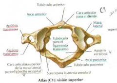 Carece de cuerpo y es un anillo constituido por los arcos
anterior y posterior, y por dos masas laterales.
El arco anterior posee en la línea media un tubérculo anterior y el arco posterior es mas curvo.