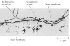 É constituido por duas membranas: interna e externa (que é extensão do RE) e por complexos de poros nucleares. A membrana externa é semelhante á membrana do RE e possui ribossomas na sua superfície.