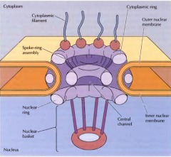 Por filamentos citoplasmáticos, anel citoplasmático, anel central, anel nuclear e cesto nuclear. É constituido por cerca de 50 proteínas(nucleoporinas)