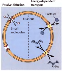 Difusão passiva de pequenas moléculas e transporte com gasto de ATP de proteínas e RNA.