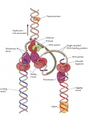 O DNA é replicado sempre na sequência carbono-5 ---- carbono-3(5' 3') . A cadeia de DNA só é replicada de maneira continua numa das cadeias. A helicase separa as duas cadeias uma das quais é sintetizada continuamente. Na outra cadeia: A prima...