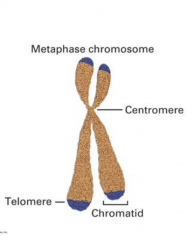 Por dois cromatídeos um cetrómero no meio e telomeros nas pontas. Os cinetocoros são olocal de ligação do fuso acromático aos centrómeros.