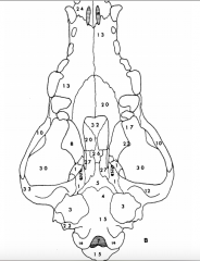 occipital condyles