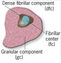 Por três regiões: Componente granular(contém sub-unidades ribossomais em diferentes estádios de formação), centros fibrilhares(contêm o rDNA), componente fibrilhar densa que contém o pré-rRNA e proteínas associadas.