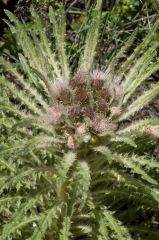 Cirsium scariosum
Asteraceae