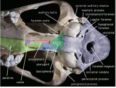 ventrally projecting projections of th eoccipital bone; close to and just posterior to the auditory bulla; serves for insetion of certain chewing muscles