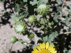 *Grindelia squarrosa var. serrulata
Asteraceae