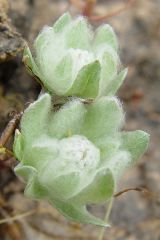 Psilocarphus brevissimus var. brevissimus
Asteraceae