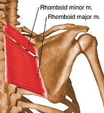 Rhomboid Minor 