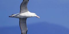 





The albatross to sailors is a sign of good luck.
Killing an albatross is an act against God.