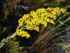 Solidago velutina subsp. californica
Asteraceae
