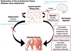 True; in addition to storage, fat also contributes to overall energy balance and releases hormones (adipokines) to help regulate food intake & energy balance

• adiponectin- enhances insulin sensitivity, inversely related to body fat
• resi...