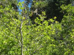 Alnus incana subsp. tenuifolia
Betulaceae