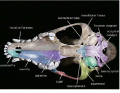 on the ventral side of the base of each zygomatic process of the squamosal; point of articulation for jaw