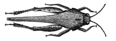 Family Tetrigidae, pygmy crickets