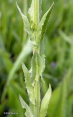 *Lepidium campestre
Field pepperweed
Brassicaceae