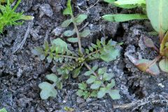 Rorippa curvisiliqua
Brassicaceae
