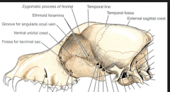 infraorbital foramen