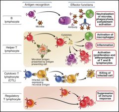 B CellsHelper T CellsCytotoxic T LymphocytesRegulatory T CellsRegulatory Lymphocytes