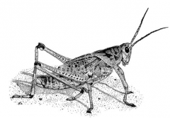 Family Romaleidae, lubber grasshoppers